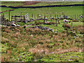 Sheep Grazing on the Moor near Knott Hill