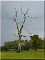 SO8730 : Dead tree by Philip Halling