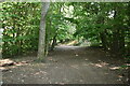 Wooded footpath