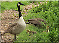 Canada geese by pond below Well Barn Farm