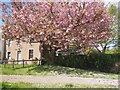 Pink Cherry Blossom at Cockburnspath