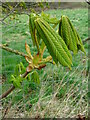 SO7742 : Opening horse chestnut bud by Philip Halling