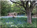 SP3776 : Clearing with bluebells, Willenhall Wood by Alan Paxton