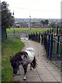 Pony on a path, Holme Wood, Bradford
