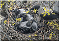 J3575 : Nest, Belfast by Rossographer