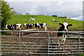 Muddy round the feeding trough, Kilcootry