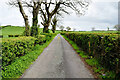 Trees along Kilgort Road