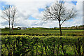 Hedges and trees, Rathfraggan