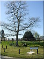 A tree at the top of The Folly