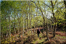 NH6750 : Woodland path above Loch Lundie by Julian Paren