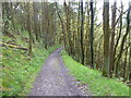 Path in the woods above Lordshill