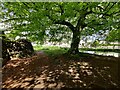 Path next to the Inner Bailey at Whittington Castle