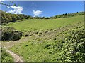 Slopes of Mynydd Dinas