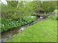 Beside a stream with wild garlic on the far bank