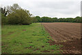 Prepared vegetable field