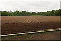 Prepared vegetable field