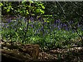 SK3283 : Bluebells in Ecclesall Woods by Graham Hogg