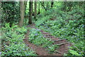 Woodland steps, Usk Valley Walk