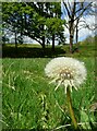 Dandelion clock