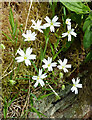 Lesser stitchwort at Bargany