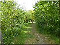 Public footpath Bradwell-on-Sea 1