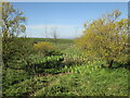 Dew  pond  high  on  Nunburnholme  Wold