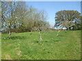 Tiny orchard above Little Somerford