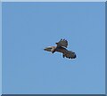 NU2612 : Kestrel (Falco tinnunculus) by Russel Wills