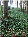 Wild garlic 