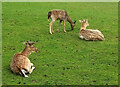 Deer, Prideaux Place