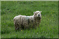 Sheep With a Fine Fringe, Onneley