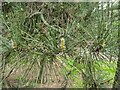 TF0720 : Pine inflorescence by Bob Harvey