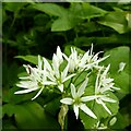 Ramsons in flower