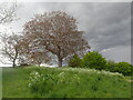 A stormy day near Lesnes Abbey