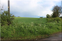 TL1330 : Field in Pegsdon by David Howard