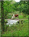 Cow by Redcar Brook