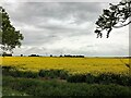 TF2707 : Field of rapeseed viewed from Bell Drove north of Thorney by Richard Humphrey