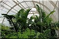 TQ1876 : Inside the Palm House, up in the canopy, Kew Gardens by Martin Tester