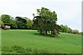 Clump of trees in field west of Great Sanders, Sedlescombe