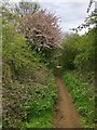 Midshires Way heading for the Bramptons