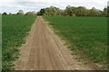 Bridleway towards Heath Spinney