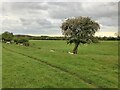 Sheep on the bridleway to Harlestone