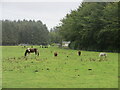 Horses at Ecclesgreig