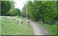 Geese, Warwick University campus