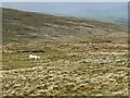 SN7617 : Sheep grazing on the slopes of Foel Fraith by Alan Hughes