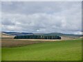 Pasture, Netherhill