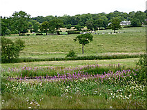 SJ9453 : Staffordshire farmland west of Denford by Roger  D Kidd