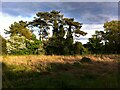 Pine trees in grounds of Keresley Hall