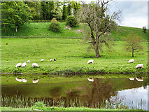 NU1913 : Sheep Grazing on the Bank of the River Aln by David Dixon