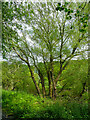 SE1222 : Willow tree in Cromwell Bottom Nature Reserve, Southowram by Humphrey Bolton